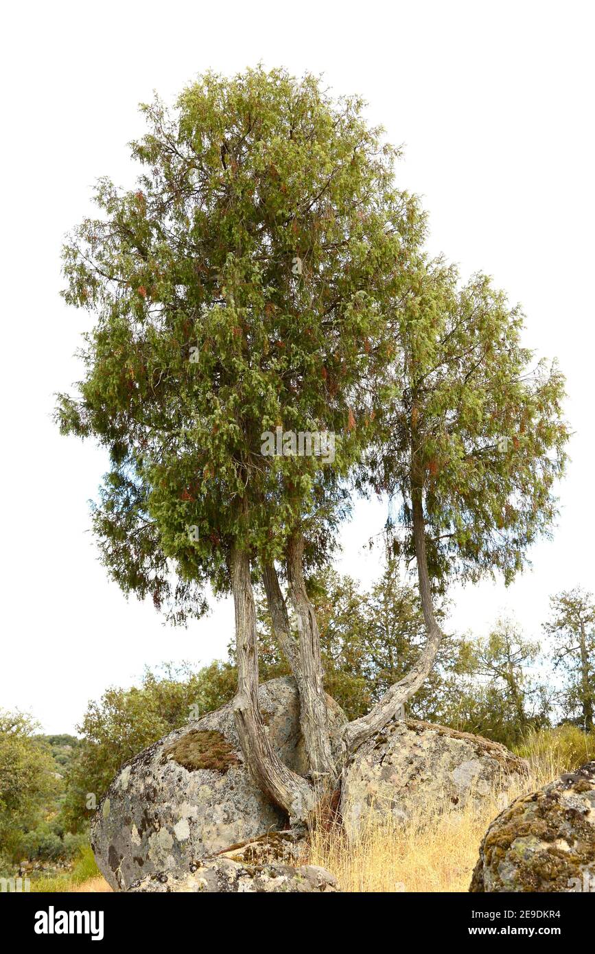 Juniperus oxycedrus hi-res stock photography and images - Alamy