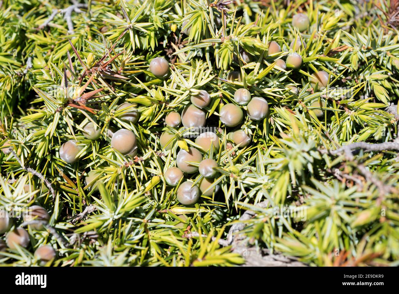 Juniperus oxycedrus oxycedrus hi-res stock photography and images - Alamy