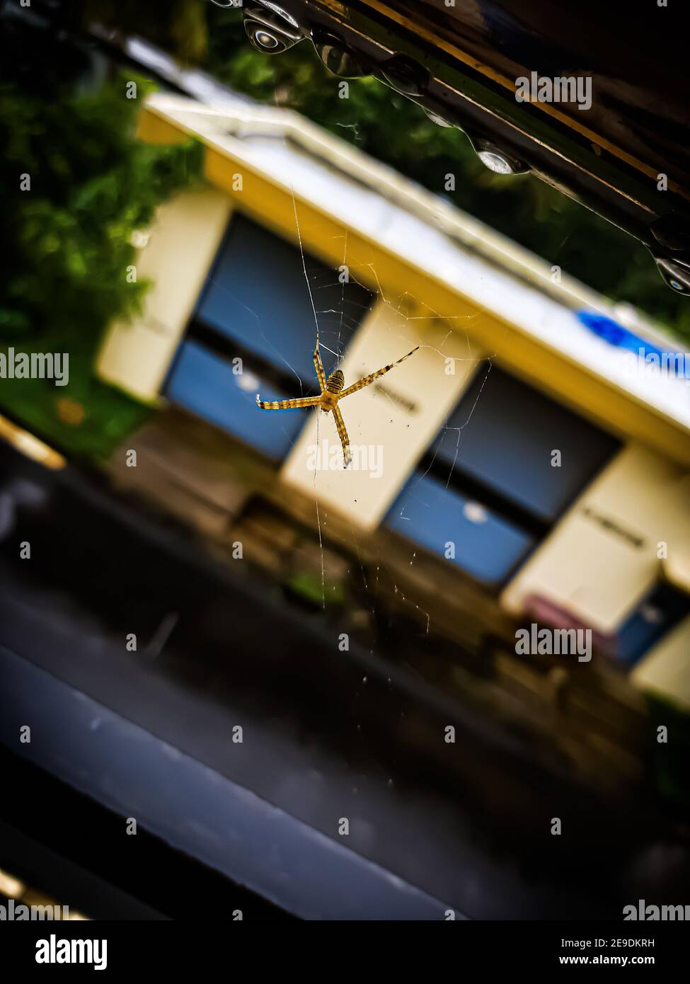Macro shot of a spider on its web Stock Photo - Alamy