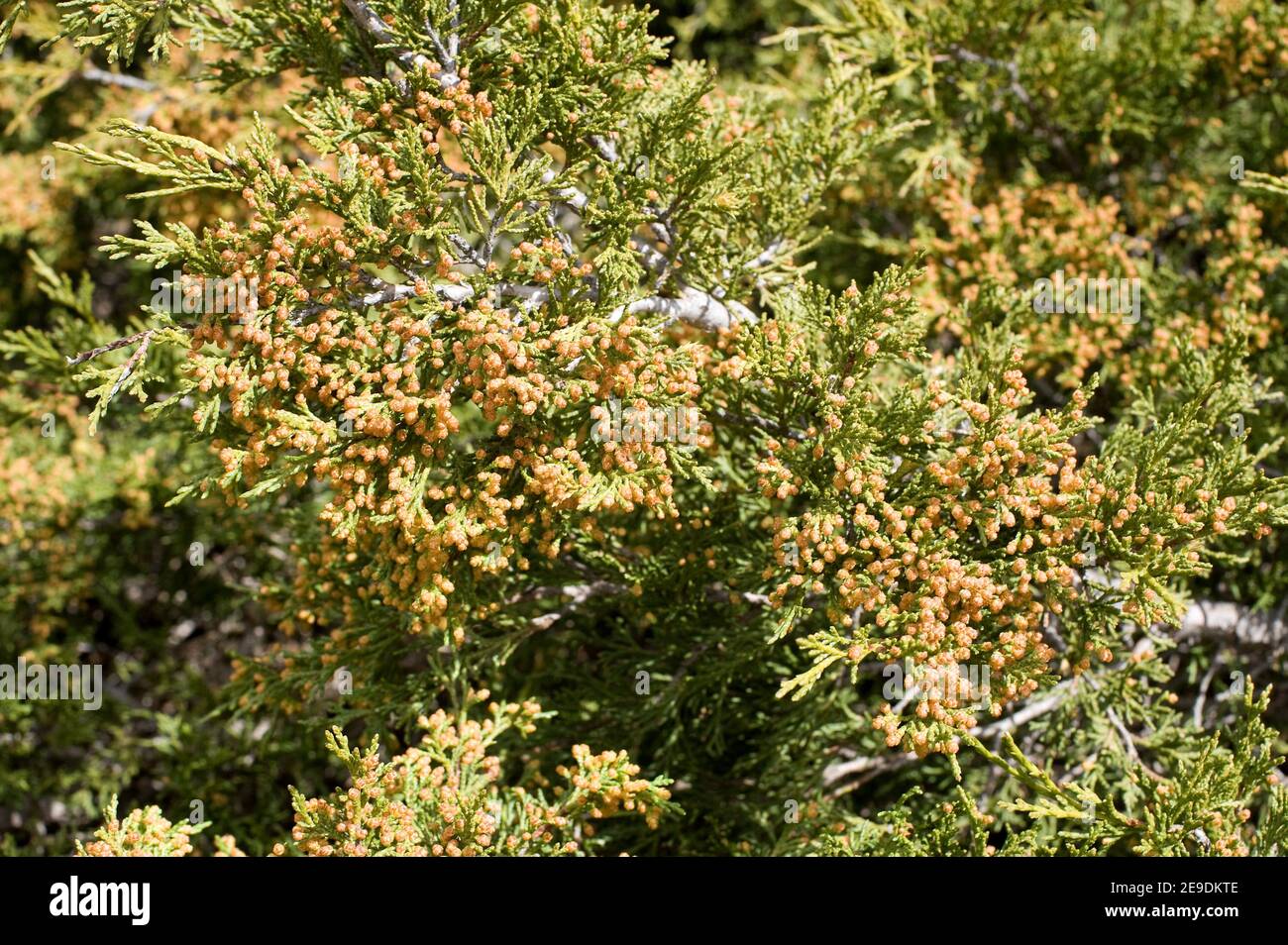 Savin juniper (Juniperus sabina) creeping poisonous shrub native to