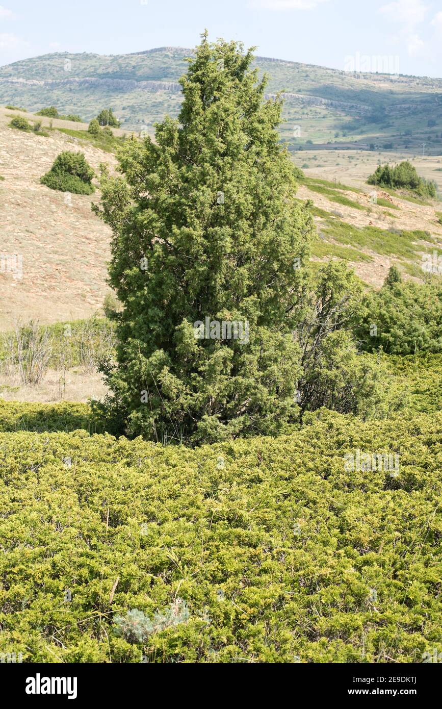 Savin juniper (Juniperus sabina) creeping poisonous shrub native to