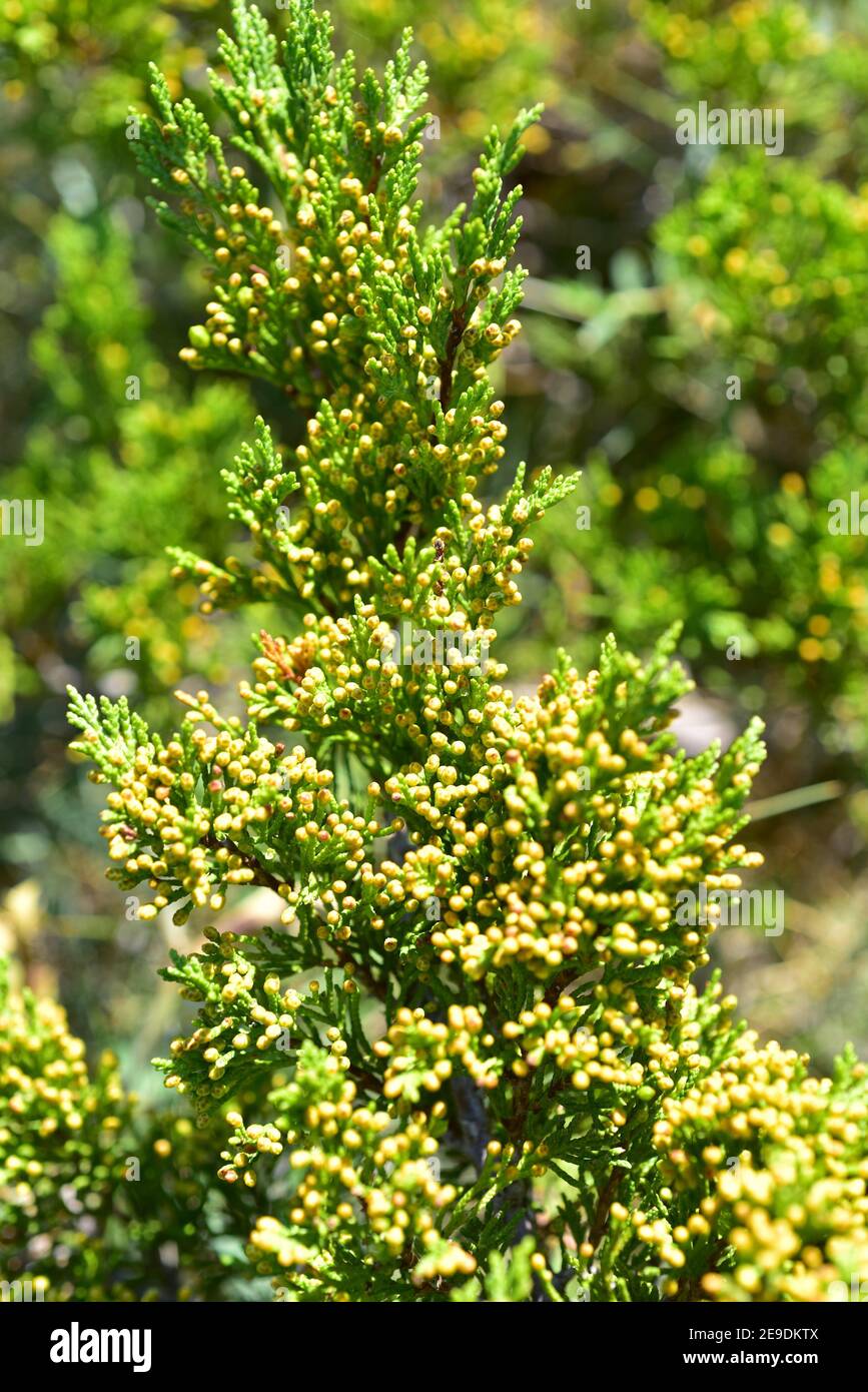 Savin juniper (Juniperus sabina) creeping poisonous shrub native to mountains of central and