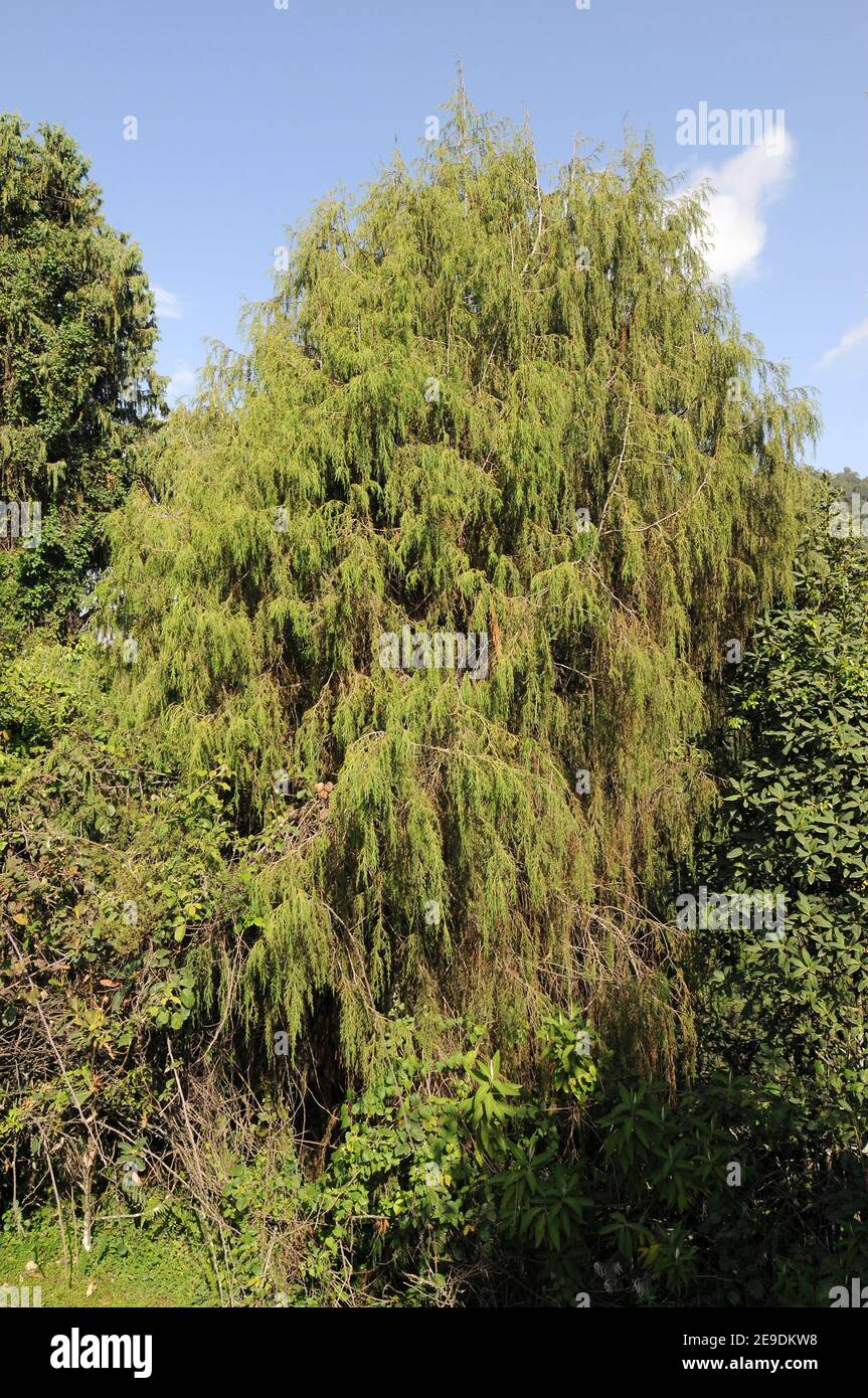 African juniper (Juniperus procera) is a coniferous evergreen tree