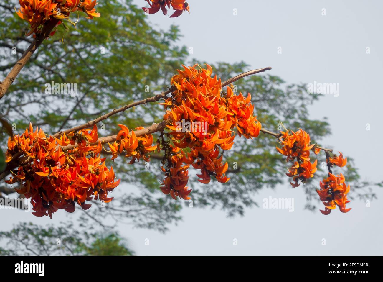 The beautiful reddish-orange Butea monosperma flower blooms in nature in a tree in the garden. Stock Photo