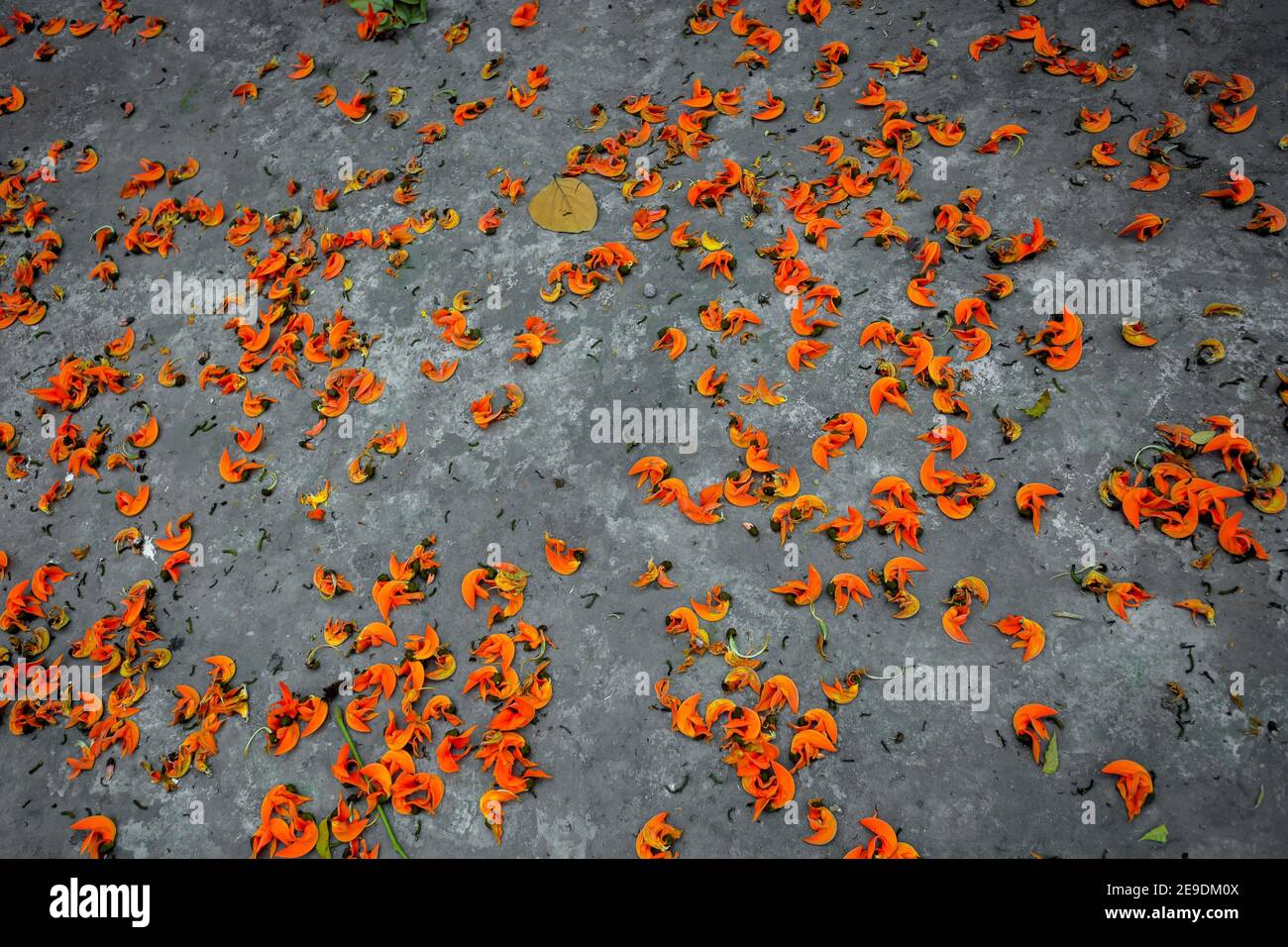 The petals of the reddish-orange Butea monosperma flower are spread on the ground from the trees. Stock Photo