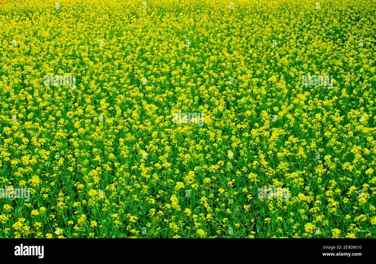 Mustard flowers blooming on the village fields. Stock Photo