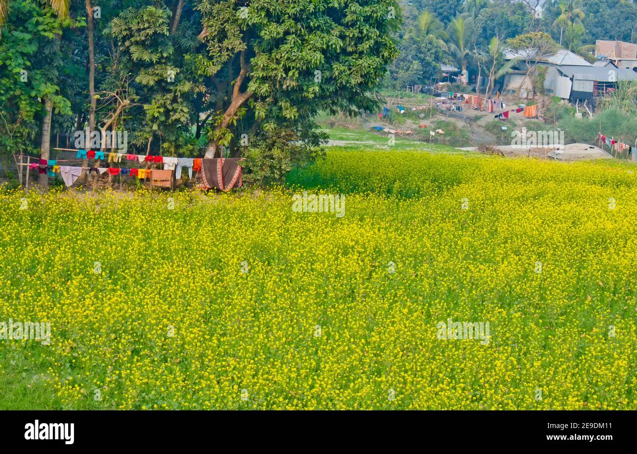 Mustard flowers blooming on the village fields. Stock Photo