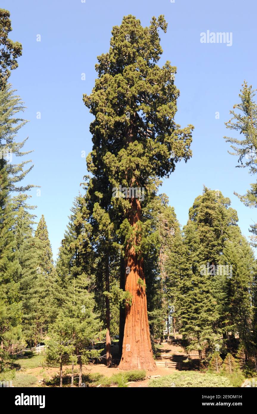 Giant sequoia (Sequoiadendron giganteum) is an evergreen large tree native to California mountains. This photo was taken in Sequoia and Kings Canyon Stock Photo