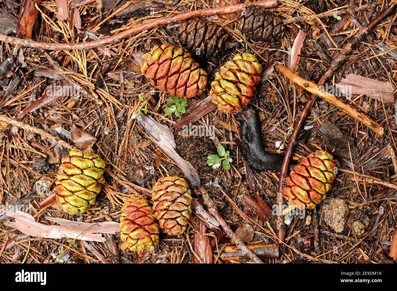 Giant sequoia (Sequoiadendron giganteum) is an evergreen large tree native to California mountains. Cones detail. This photo was taken in Sequoia and Stock Photo
