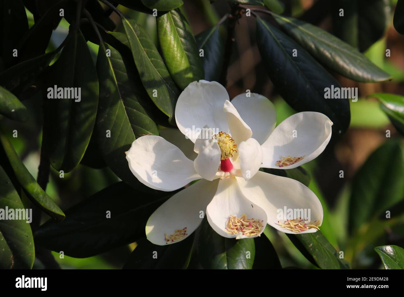 Magnolia flower blossomed on the deep green background. Stock Photo