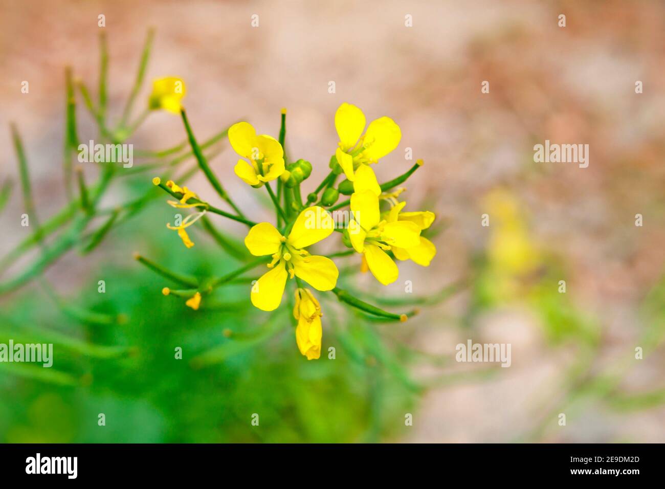 Bloomed mustard flowers closeup views on the fields. Stock Photo