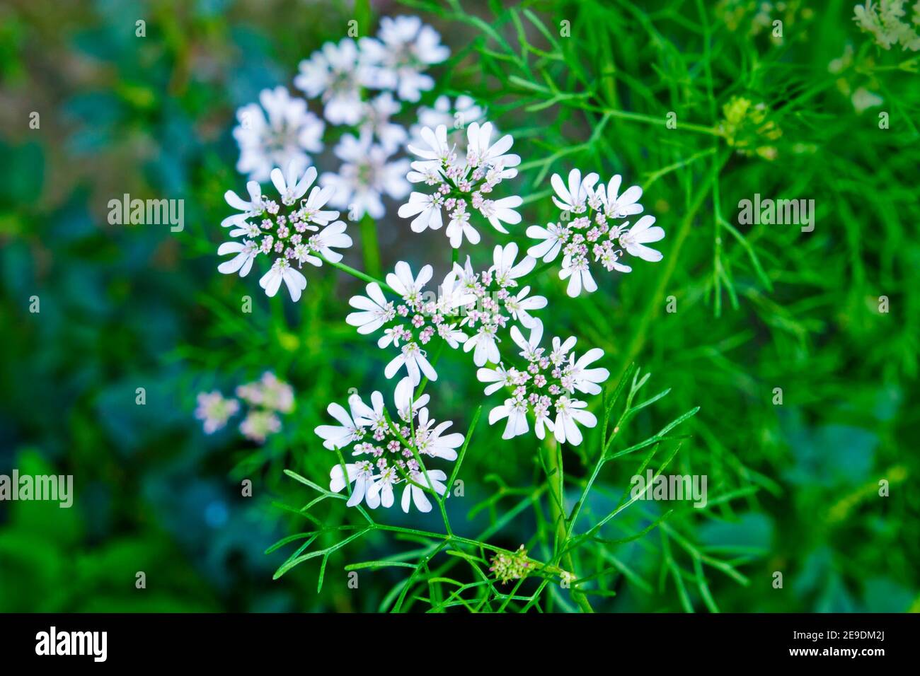 Cilantro flowers are blooming on the plant and that will produce coriander seeds. Stock Photo