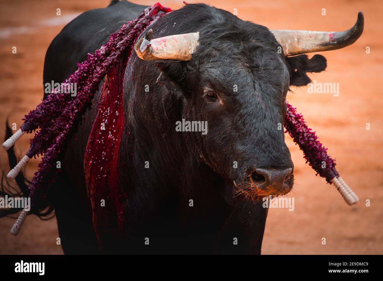 Closeup portrait of a strong black bull in a bullfighting ring Stock