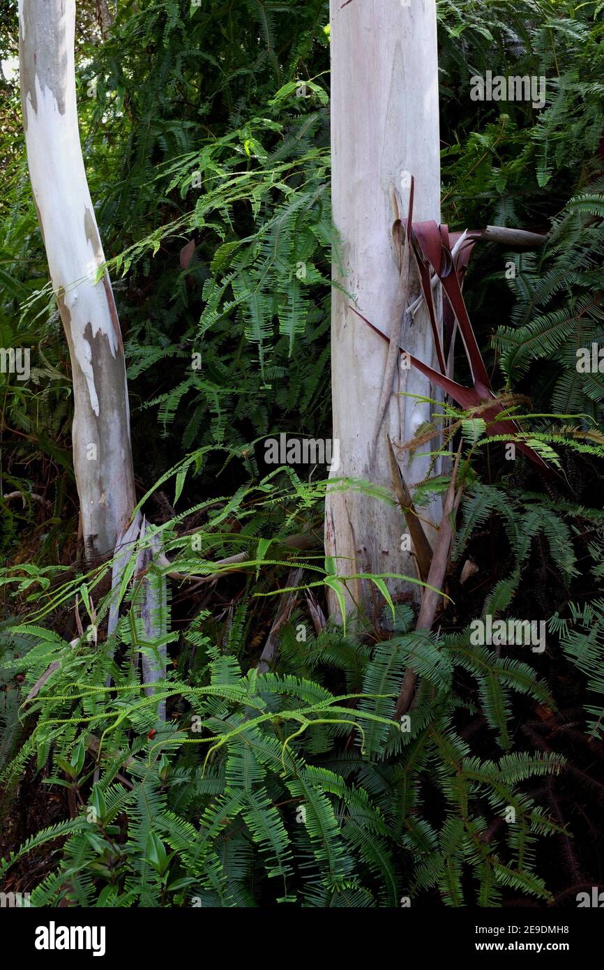 Tropical tree, arbutus marina bark, Borneo Stock Photo Alamy