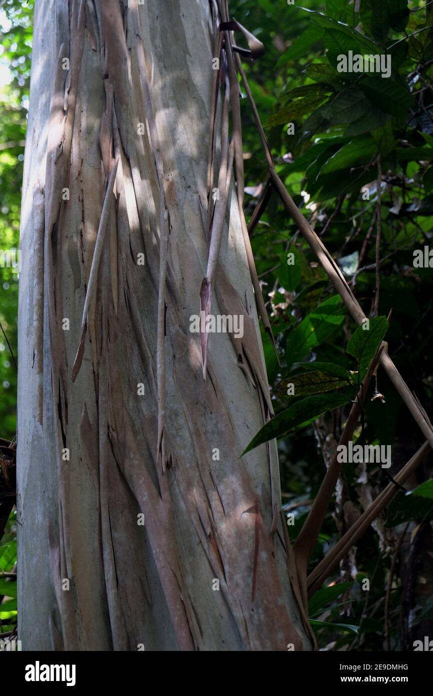Tropical tree, arbutus marina bark, Borneo Stock Photo Alamy