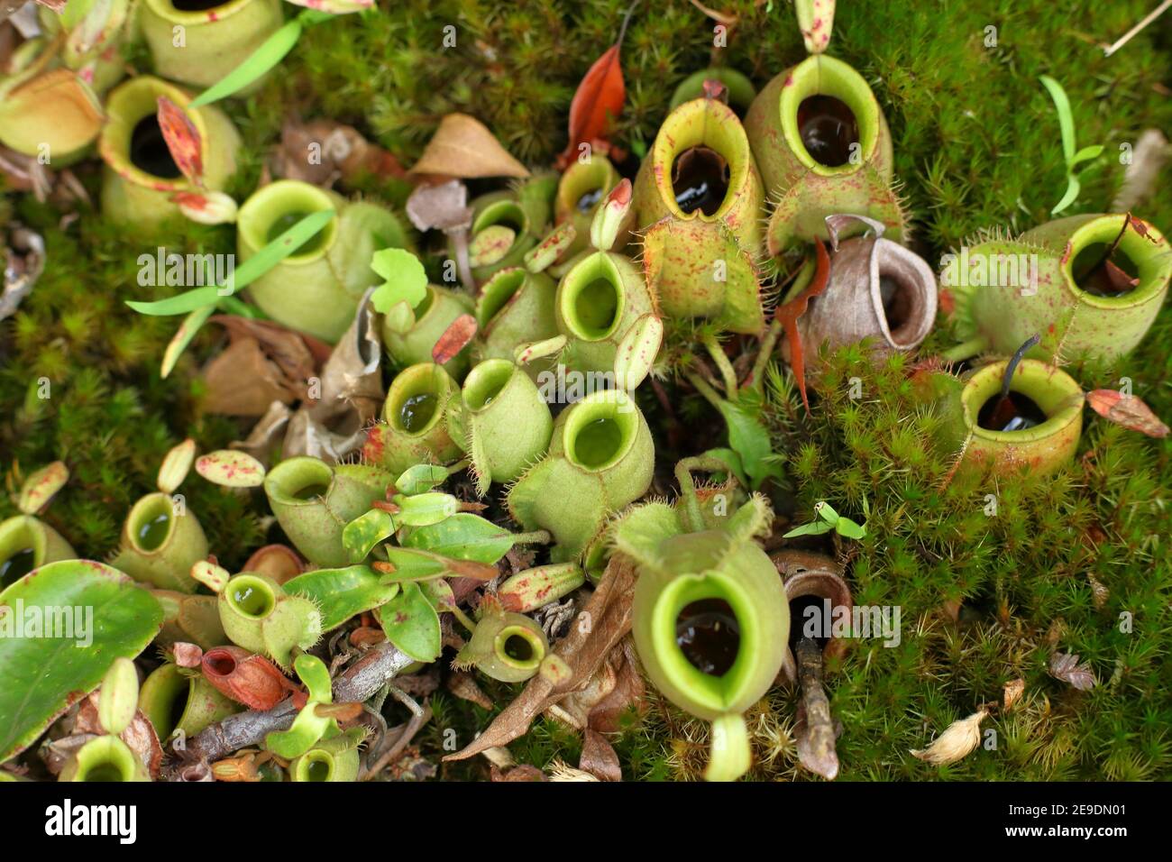 https://c8.alamy.com/comp/2E9DN01/pitcher-plant-nepenthes-ampullaria-borneo-2E9DN01.jpg