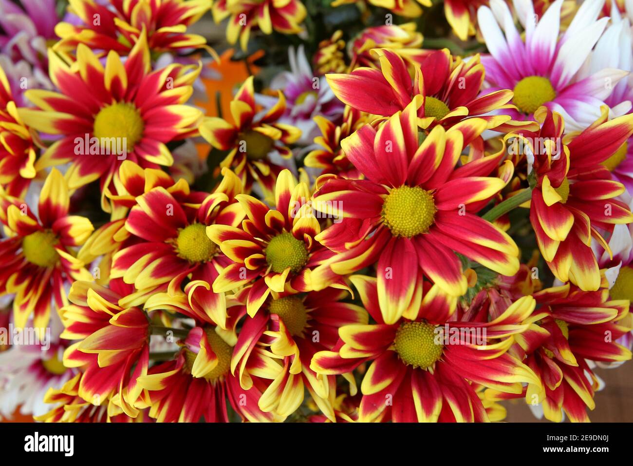 Indian religious flower hi-res stock photography and images - Alamy