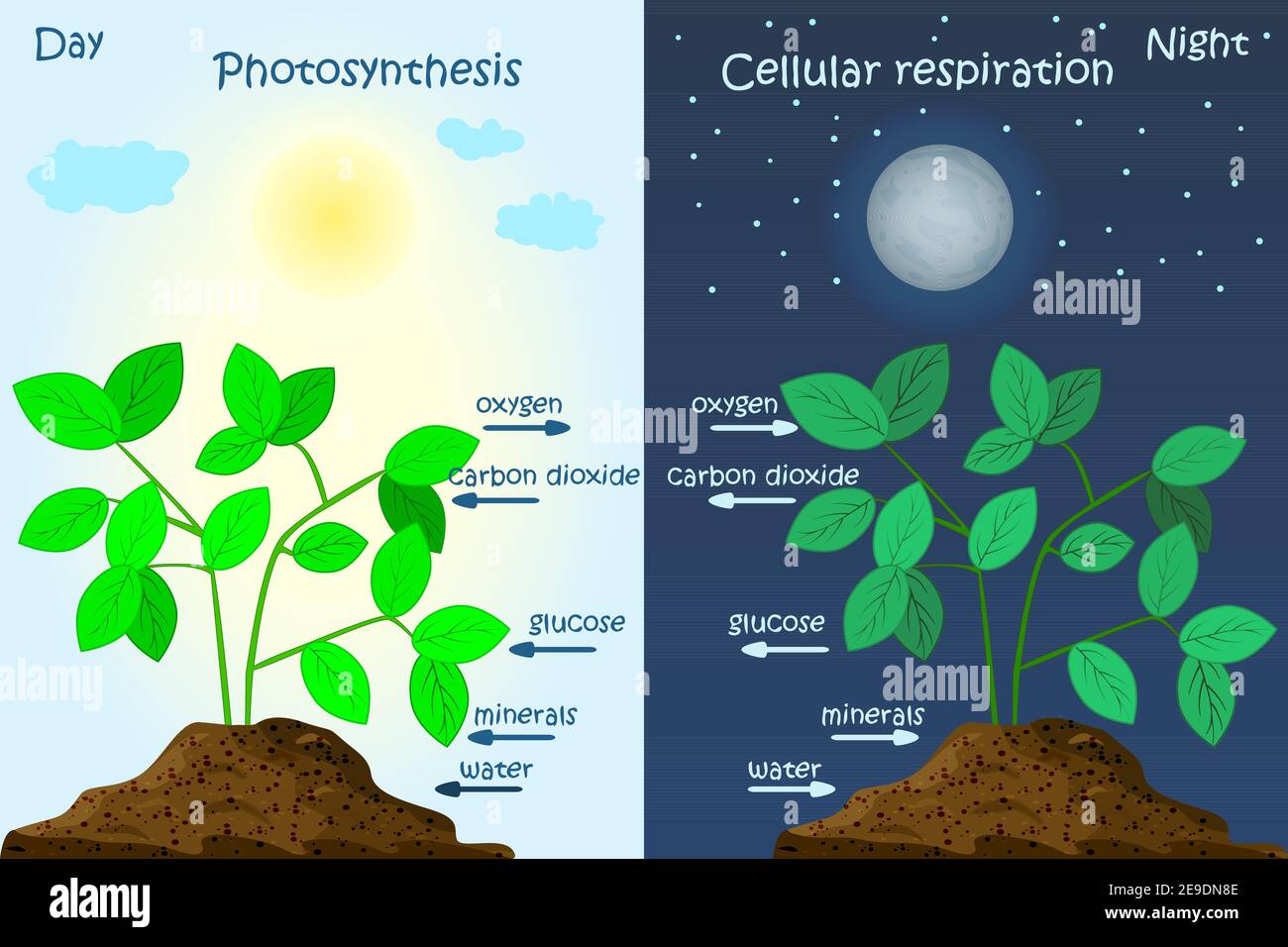 Respiration Diagram High Resolution Stock Photography And Images Alamy