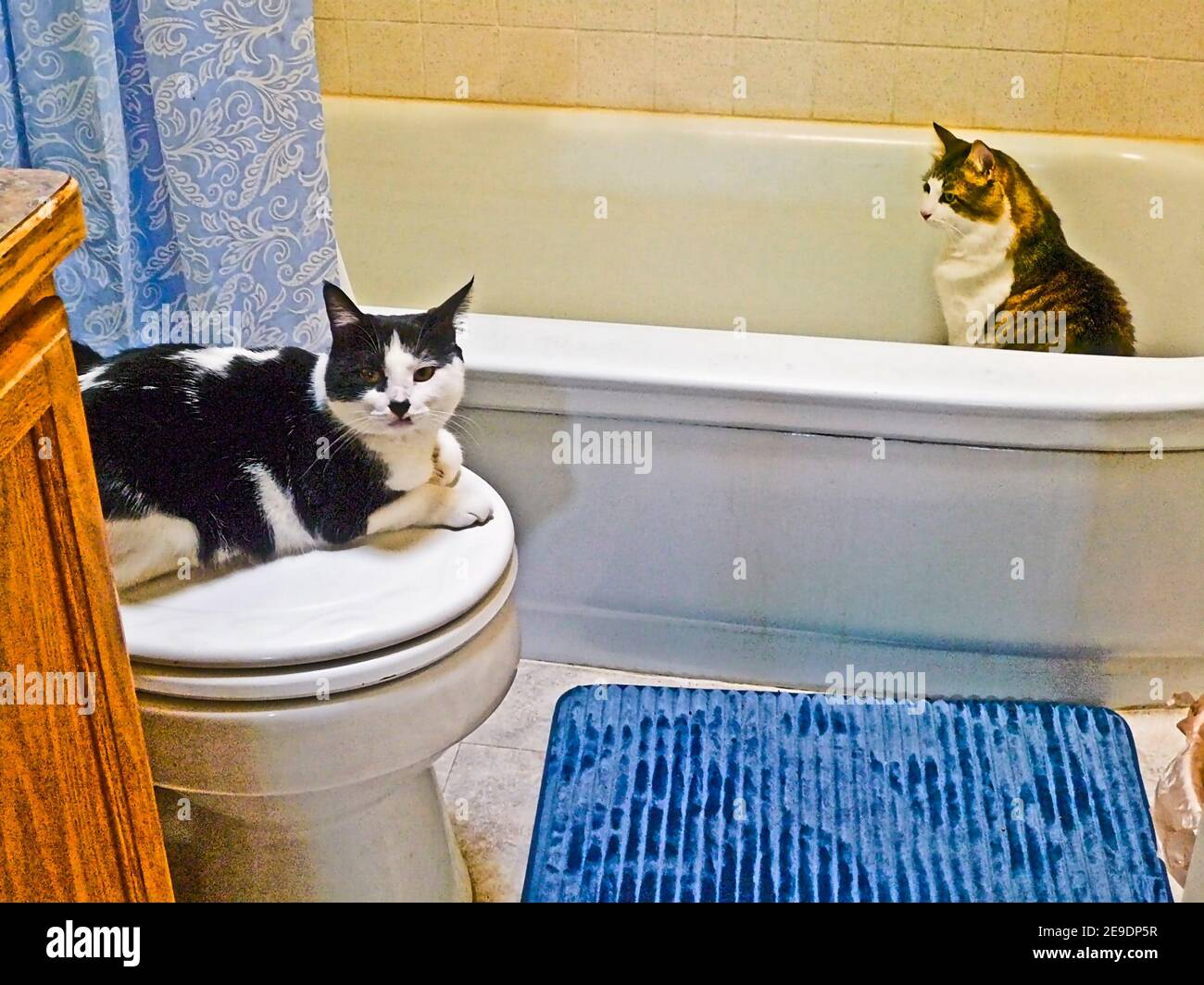 Two cats in the bathroom Stock Photo Alamy