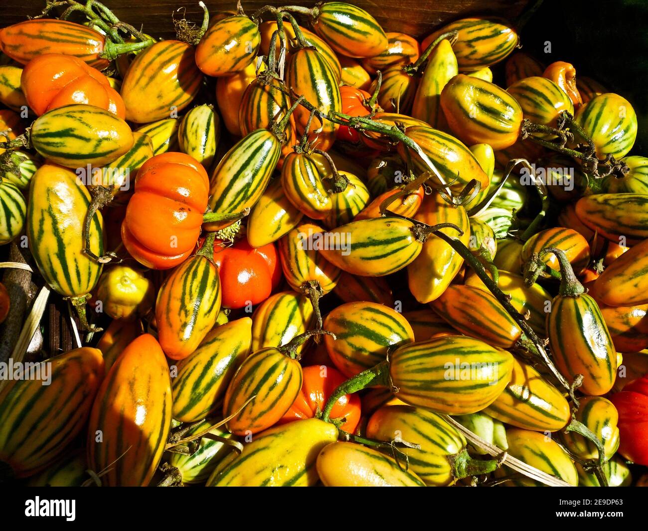 African eggplant, Solanum aethiopicum, is a fruit which occurs in a variety of colors and is