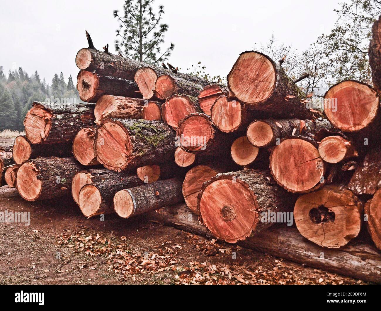 Stacks of cedar logs in a northern California forest. Stock Photo