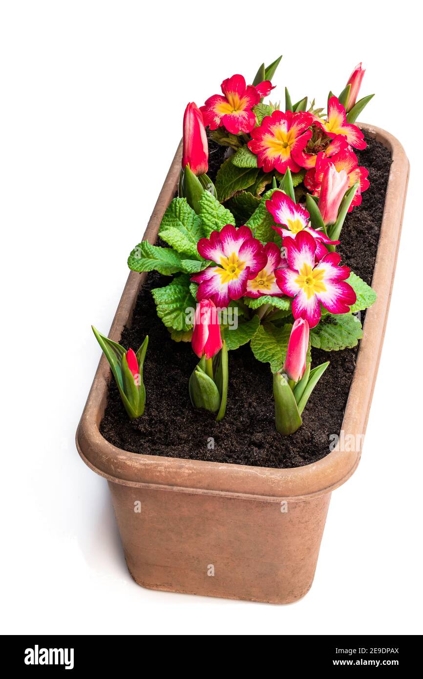 Colorful  Primulas in rectangular pot isolated on white Stock Photo