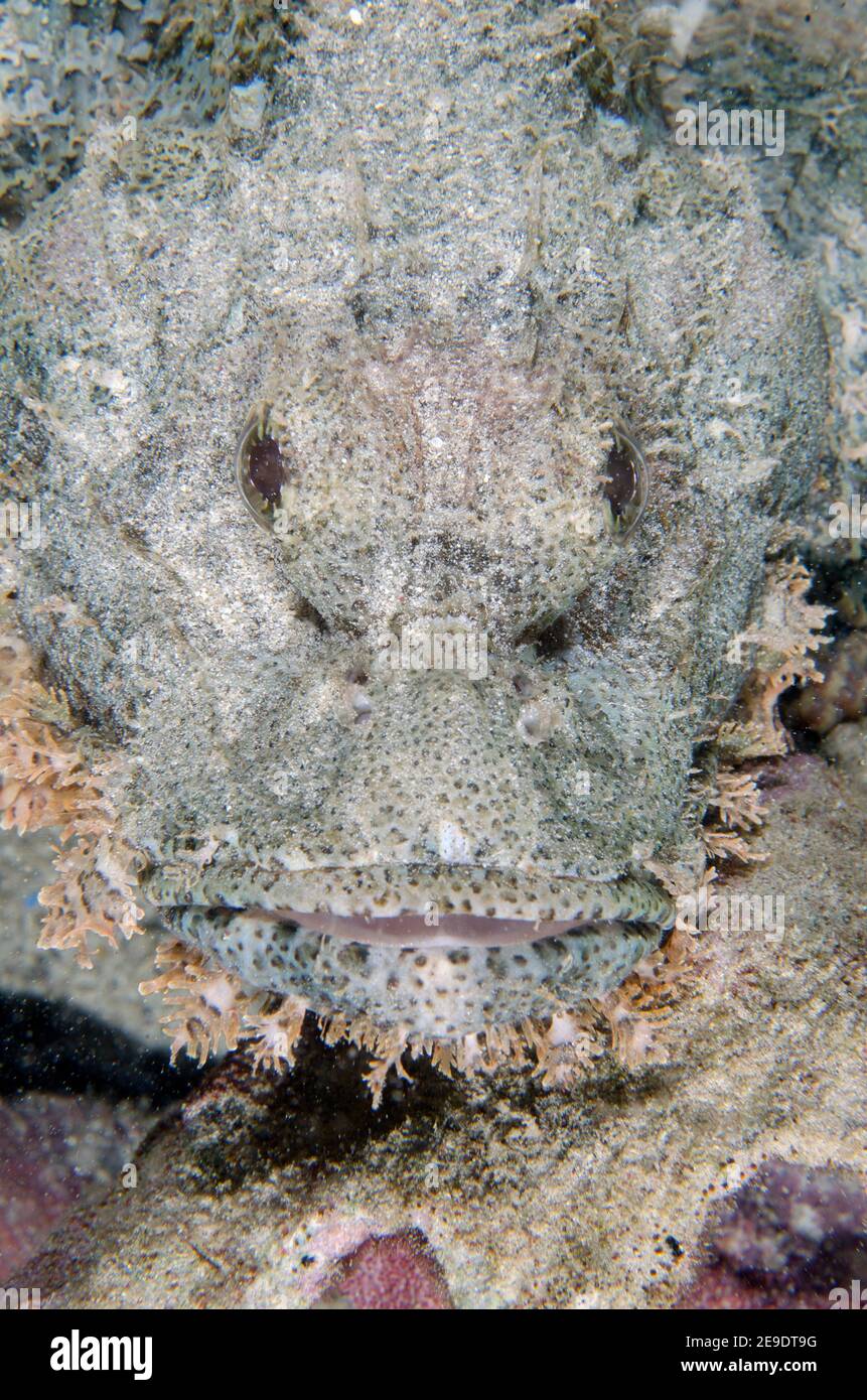 Tasseled Scorpionfish (Scorpaenopsis oxycephala), Post 1 dive site, Menjangan Island, Bali, Indonesia. Stock Photo