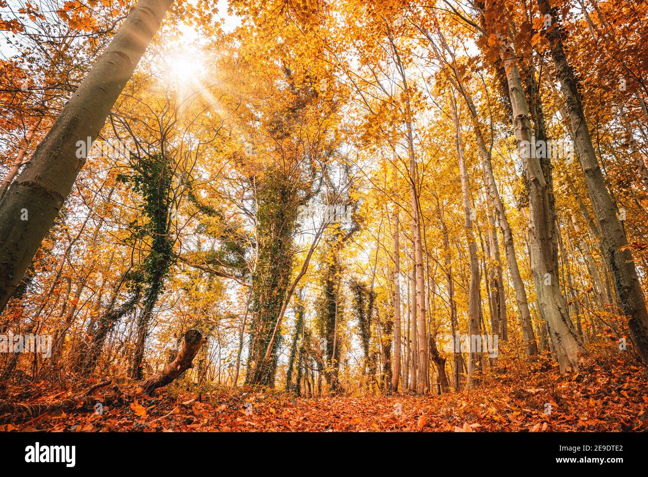 Colorful autumn colors in the forest with golden leaves on the trees in ...