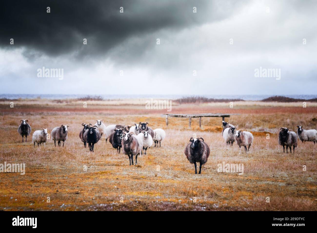 Goat flock in cloudy weather by the sea grazing on a field in the fall Stock Photo