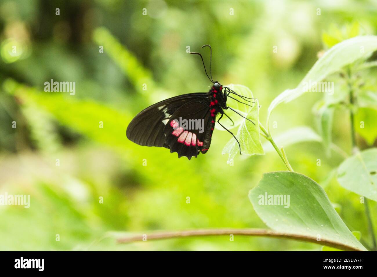 butterfly with red spots. No people Stock Photo - Alamy