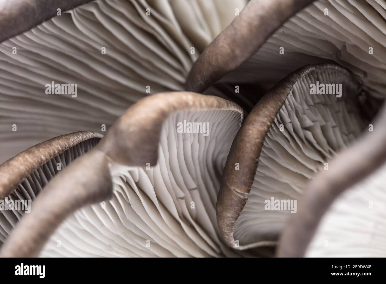 oyster mushroom on white background Stock Photo