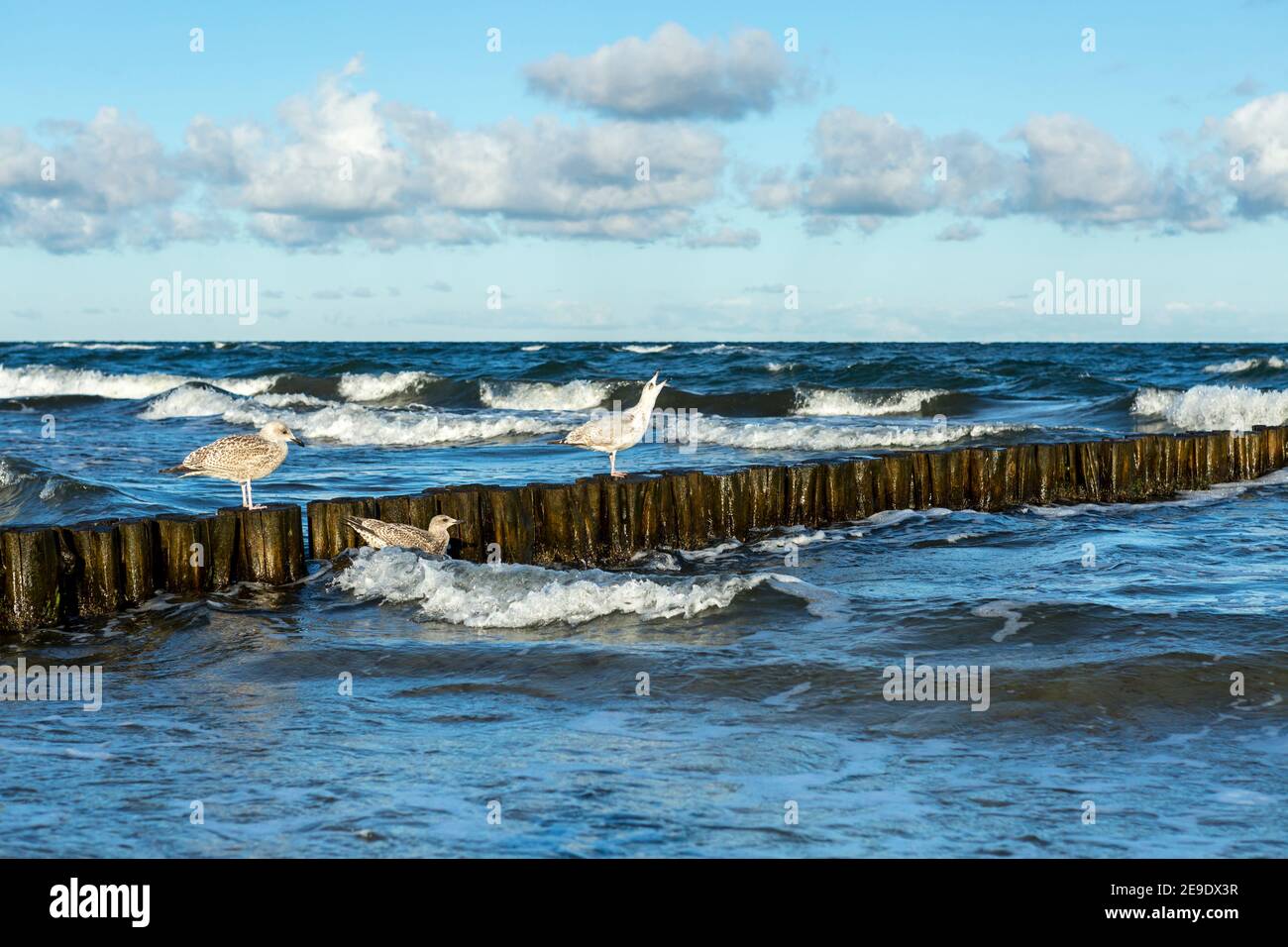 Three seagulls by the Baltic Sea in Germany Stock Photo