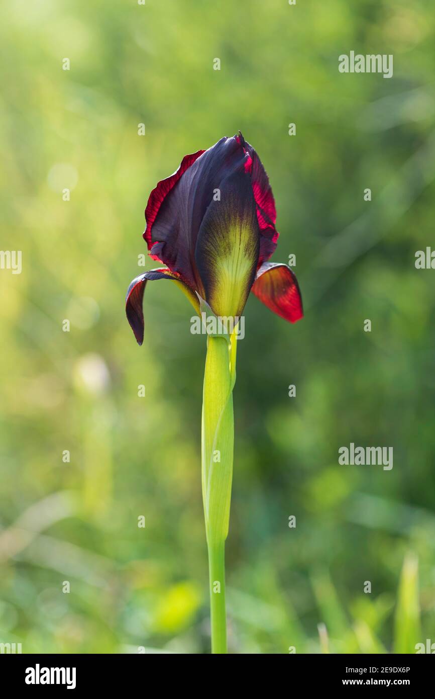 Close up Iris atropurpurea flower on blurred green background Stock Photo