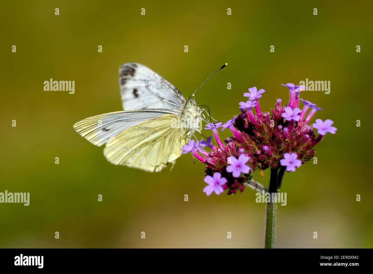 Butterfly. Small white (Pieris rapae). Common in the UK. Memnber of the cabbage family. Mostly white. Females have black spots on forewing. Underwing. Stock Photo