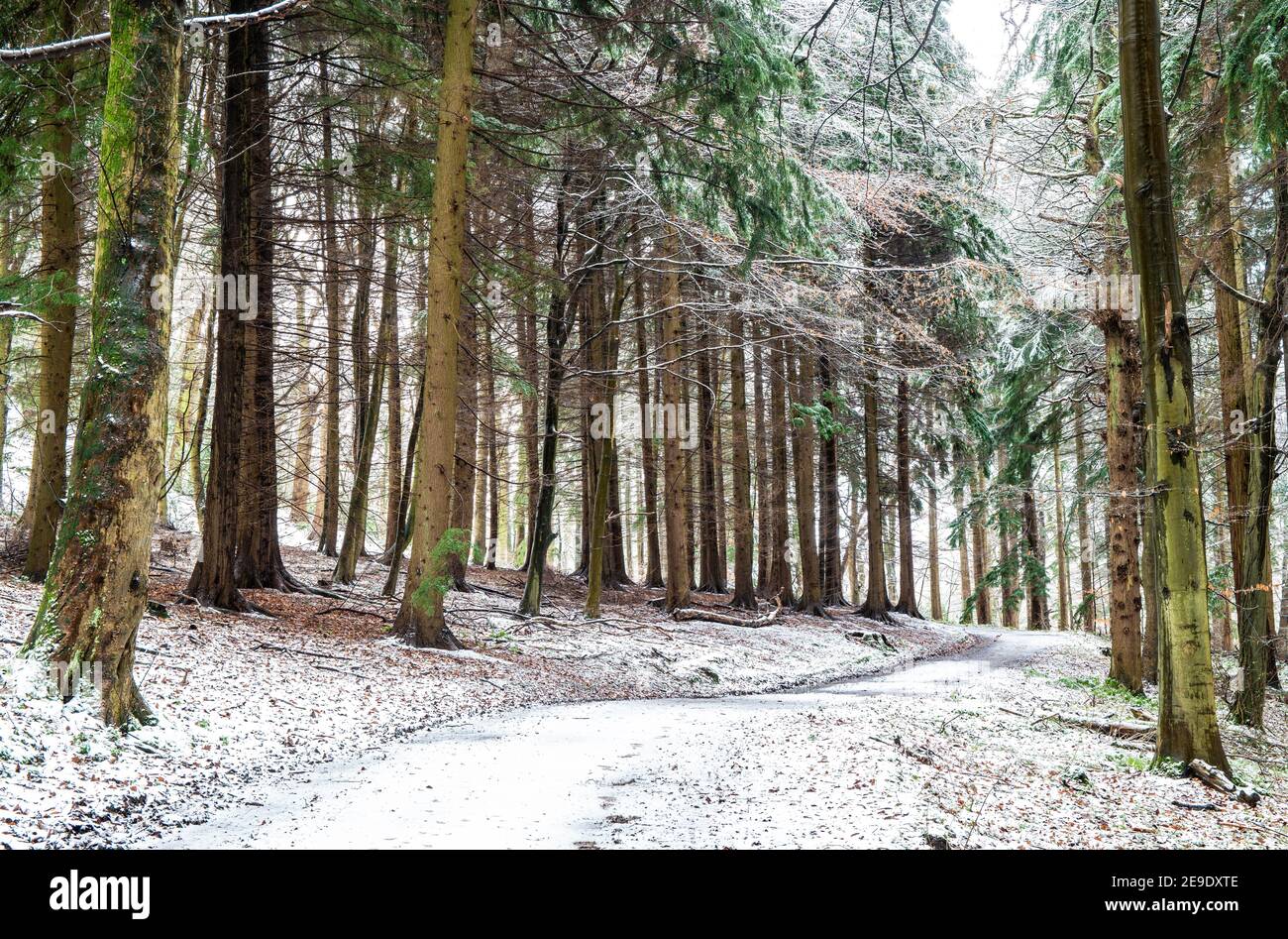 Path through Gwysaney Woods with snow. Stock Photo
