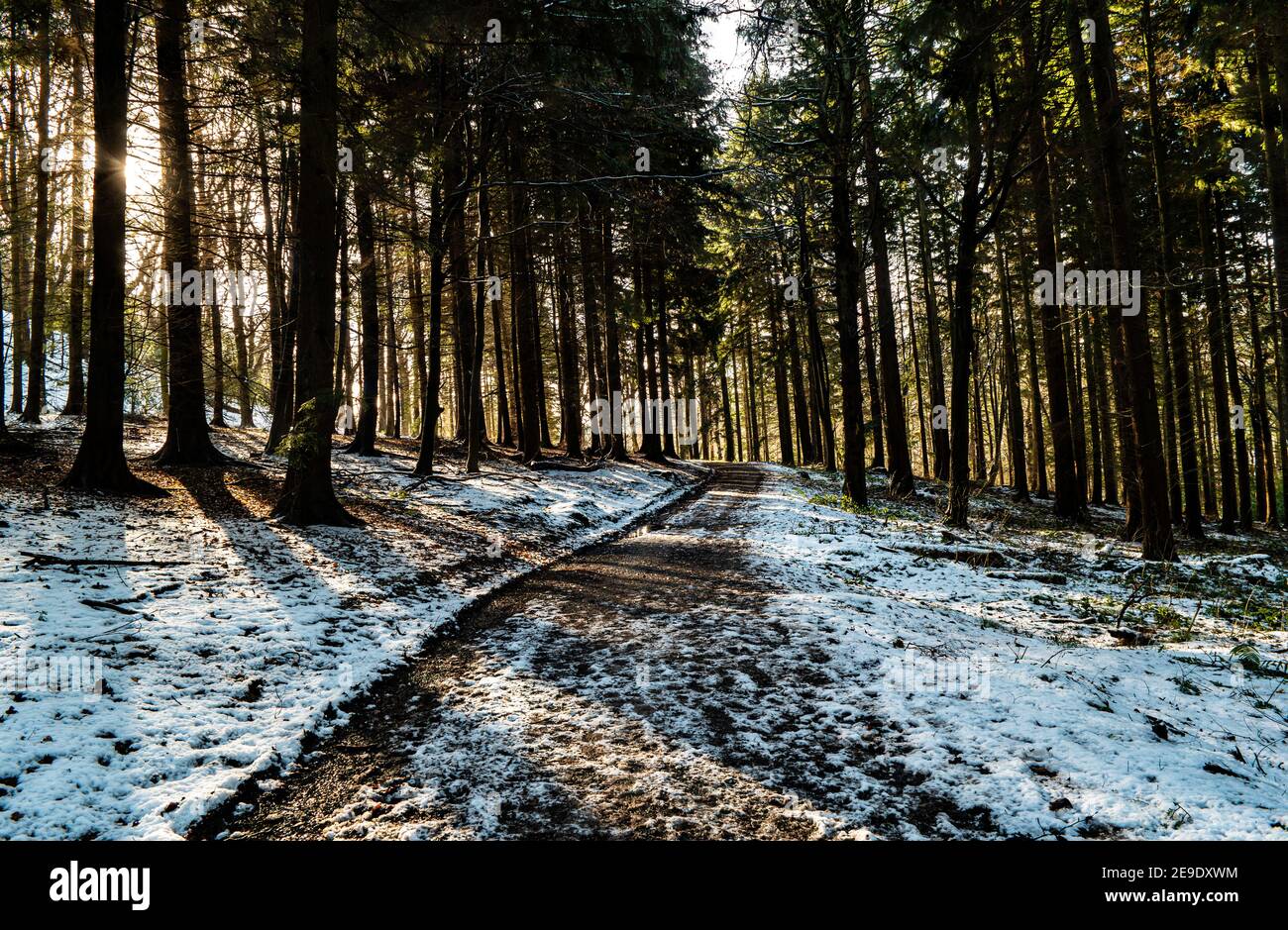 Path through Gwysaney Woods with snow. Stock Photo