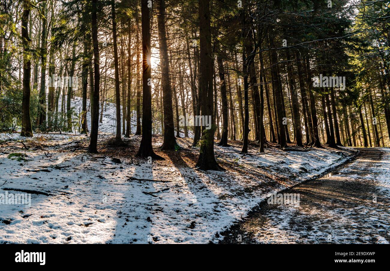 Path through Gwysaney Woods with snow. Stock Photo