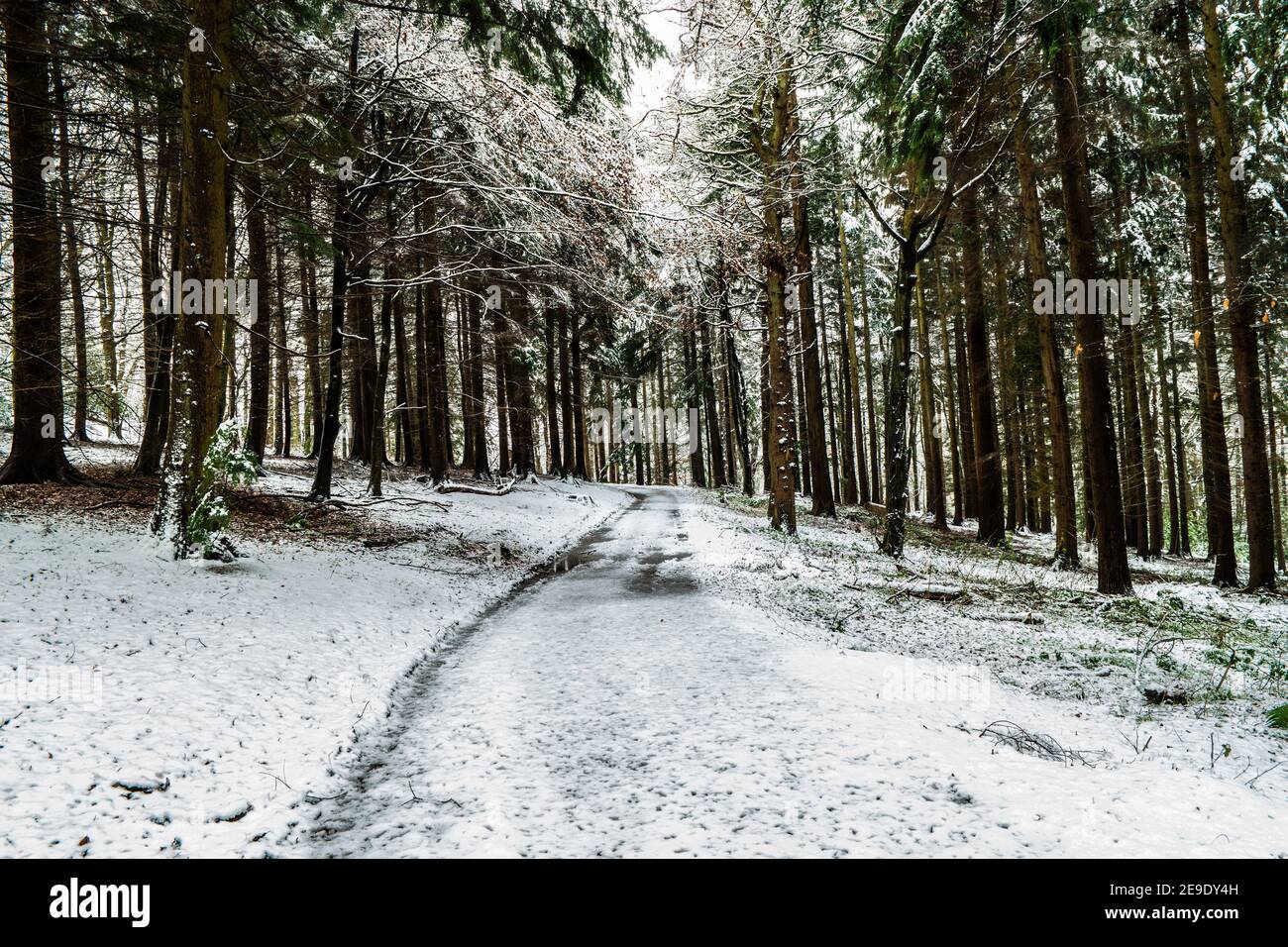 Path through Gwysaney Woods with snow. Stock Photo