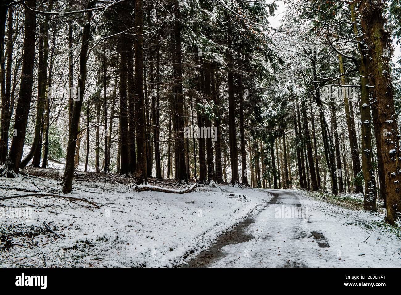Path through Gwysaney Woods with snow. Stock Photo