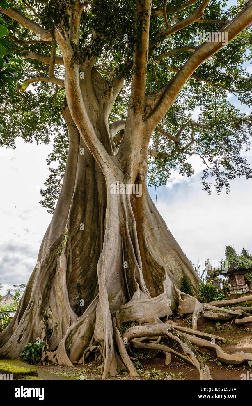 Trunk of a giant ancient Cotton tree or Kapok (Ceiba pentandra) in Magra village, Tabanan, Bali, Indonesia. Stock Photo