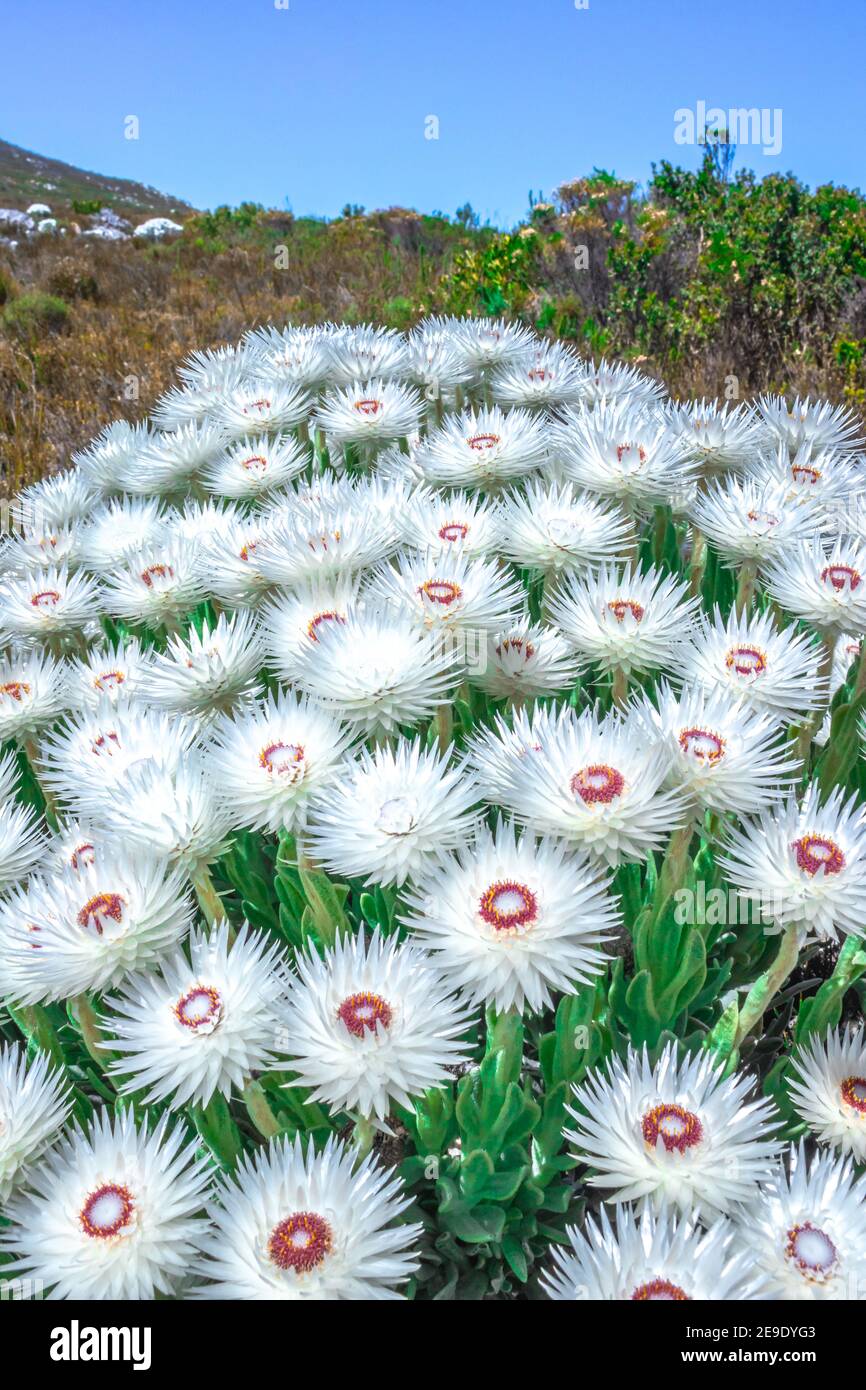 (Anaphalis margaritacea) western pearly everlasting flowers in bloom in summer, South Africa Stock Photo