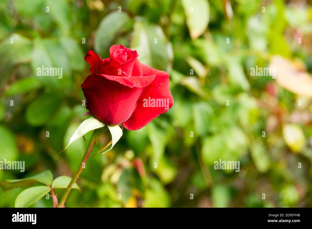 Floral background with lush red roses. For design and networking Stock ...