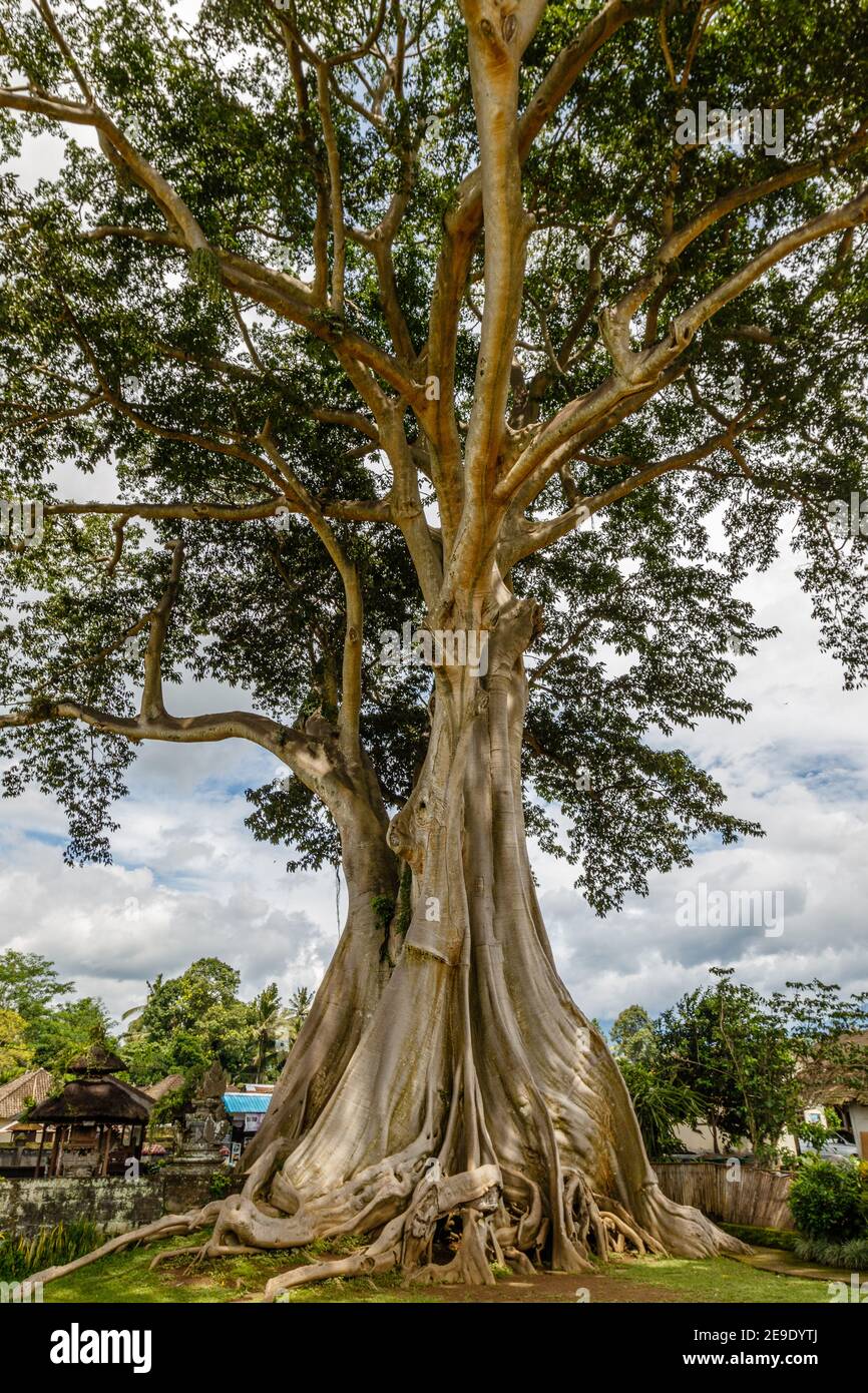 Giant ancient Cotton tree or Kapok (Ceiba pentandra) in Magra village