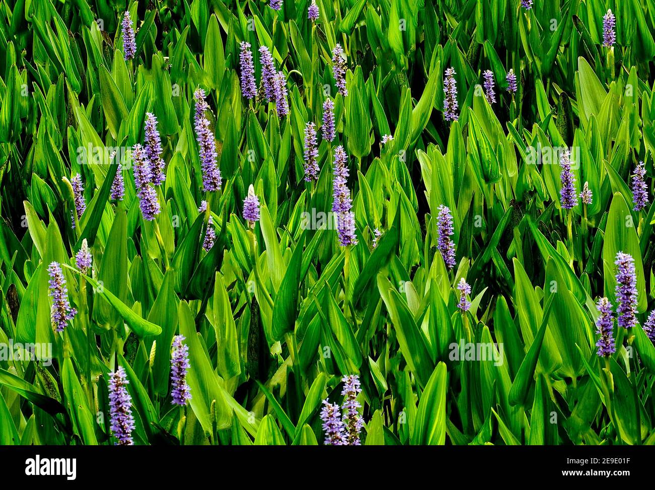 field of purple flowers Stock Photo - Alamy