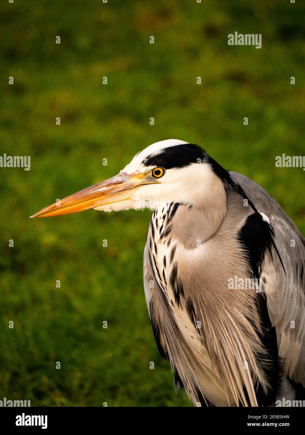 Selective focus vertical shot hi-res stock photography and images - Alamy