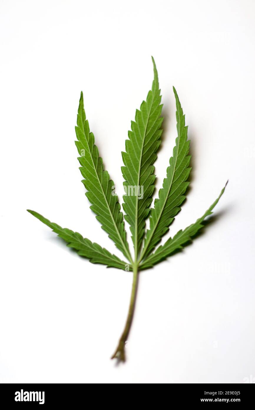 The back of the sativa marijuana leaf. five fingered marijuana leaf, back light. Close up single back side Stock Photo