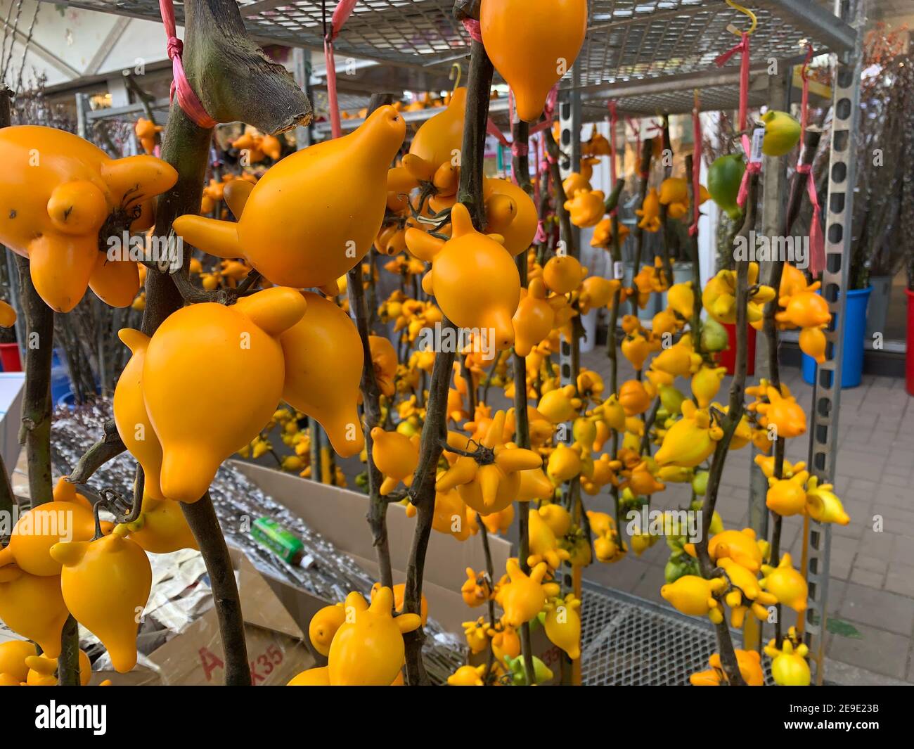 nipple fruit in Chinese flower new year market Stock Photo