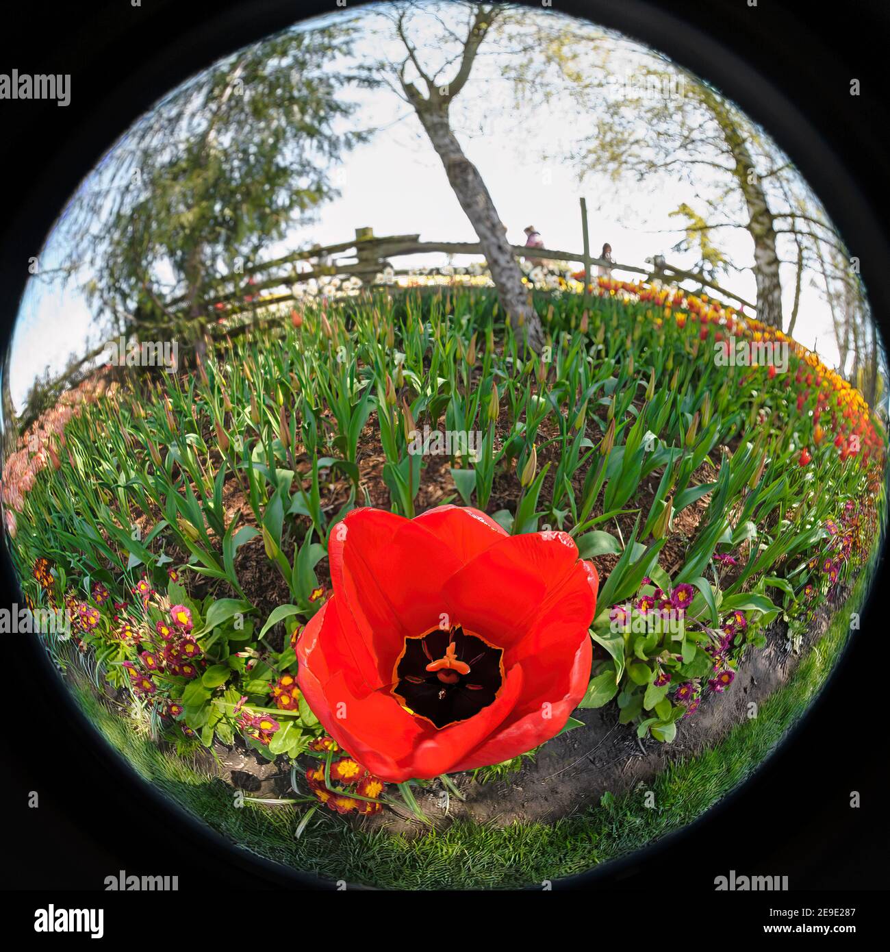 A single red tulip awaits it's siblings in this fisheye view at Roosen Gaarde during the 2011 Skagit Valley Tulip Festival Stock Photo