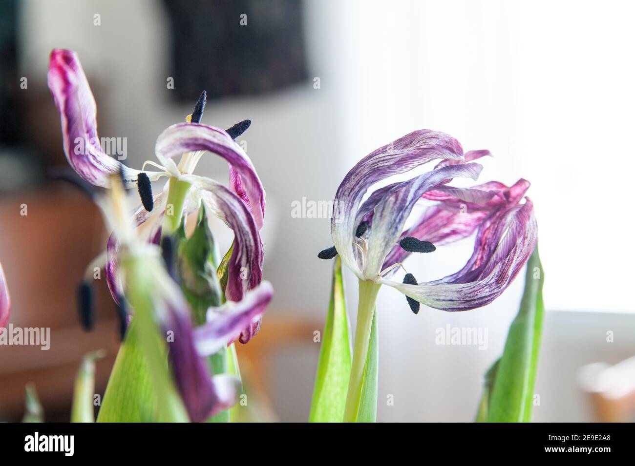 Wilting Tulip High Resolution Stock Photography and Images Alamy