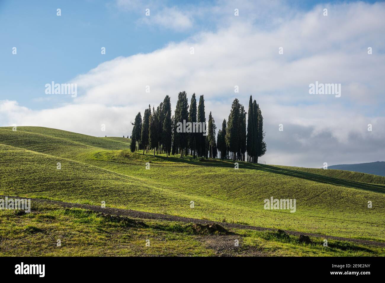Cypresses, typical trees in Val d'Orcia Stock Photo